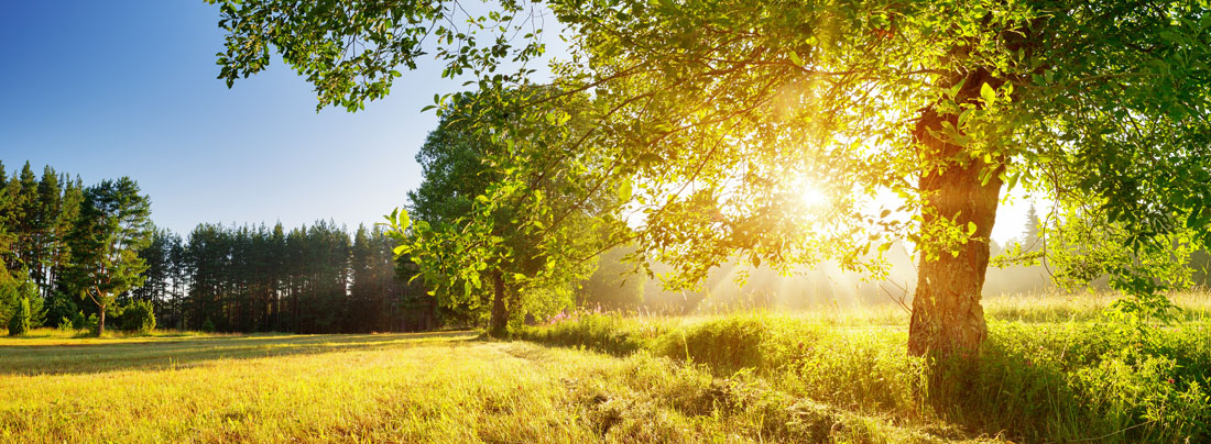 How it Works - The Memory Tree